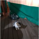 가평블루베리힐 | 가평 &#39;블루베리힐 펜션&#39;