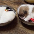 복이 이미지