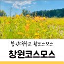 창원 대학교 동문 황코스모스 나들이 솔직후기