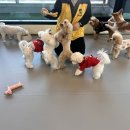 옐레드 애견유치원 & 애견호텔 대전노은점 이미지