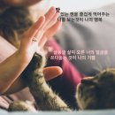 디어캣