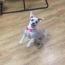 헬로멍멍 이미지