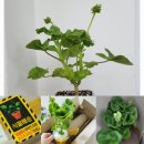 아랑농장 이미지