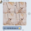 공언니펫살롱 이미지