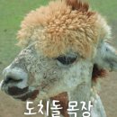 한림유치원 | 제주 애월 도치돌 알파카목장, 다양한 동물 먹이주기 체험 후기