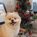 프로펫 애견샵 이미지