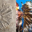 신비소리 이미지