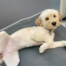 댕그리 펫 살롱 이미지