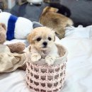 부산 해운대대교사옥(대교눈높이 해운대센타) | 부산해운대강아지분양 첫 반려견 입양 후기