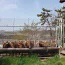 일구사슴농장 이미지