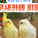 앵무새카페 이미지