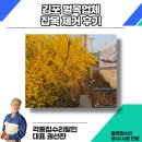김포 벌목업체 잡목 제거 후기