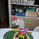 와다다펫푸드 | 🎂 우리집 아들 삼식이 10살 생일파티! 내돈내산 강아지 생일케이크 후기