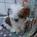 퍼피앤유 이미지