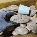 4박스 한정~꿀이 뚝뚝 꿀고구마~ 싱싱 브로콜리 이미지