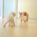 털로덮인친구들 동탄북광장점 이미지