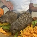 미어켓파크 이미지