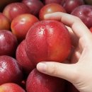 일번지과일 | [특가]제철 과일 추천 일번지 대석자두 1kg 산지직송 후기