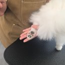 류종삼한의원 | 청주애견미용학원 더그룸애견미용학원에서 위생미용 원데이 클래스 받고 온 후기