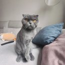 신사숙묘 이미지