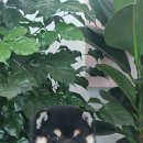 후니네멍멍이 이미지