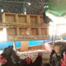 대리농장 이미지