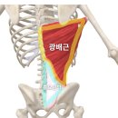 서초중앙로31길 5 | 반포PT 랫풀다운 광배근 자극의 열쇠 흉요근막 전문가가 알려주는 등 근육 필수 루틴