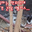 낳은 엄마는 먼로인데 키우는 건 큰딸 엘리스 이미지