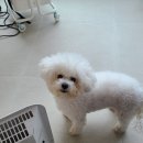 름자펫살롱 이미지