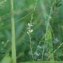 비수리 Lespedeza cuneata (Dum.Cours.) G.Don 이미지