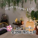 힐링스파 | (솔직후기) 포항 두피 클리닉, 모생떼 헤드스파! 포레스트 힐링 스파 후기 (2인 커플 관리 가능한 곳)