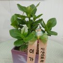 둔포 우리약국 네이버블로그