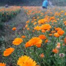 금국농장 이미지