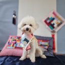 도양읍 남촌길 | 고흥 녹동 애견분양,애견미용 호텔까지 가능한 '이쁘개' (ft.푸리 호텔 숙박후기)