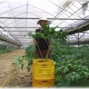 다올농장 이미지