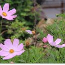 마당이바다 이미지