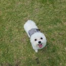 샴푸하는 강아지 이미지