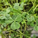 클로버농장 이미지