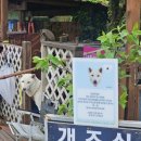 남면옥수수 | 태안 카페 몽산포제빵소 모찌모찌식빵,리얼옥수수빵 등 내돈내산솔직후기