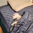 용산-후암-135 | [12월 그림일기 1] 웃음은 빵 터지고 얼굴은 빵떡되는 계절