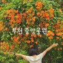 개나리공원 건너편 | 서울 근교 능소화 명소 부천 중앙공원 능소화 개화 상태