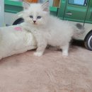 야옹아 멍멍해봐 탕정점 이미지