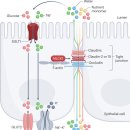 Re: 장벽 tight junction의 역할, 장누수 2018 nature review 논문... 이미지