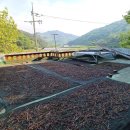 [판매완료]하동 청학동 산너머 산 고사리 팝니다 이미지