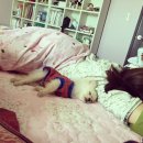 새롬동물병원 이미지