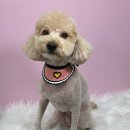 헤어멍펫살롱 이미지