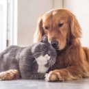 개와 고양이 이미지