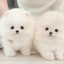 미유펫 강아지고양이 구미점 이미지