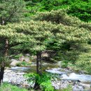 송화농장 이미지