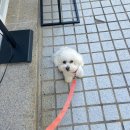 멍뭉(MUNGMOONG) 이미지